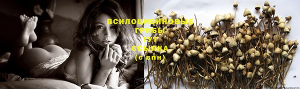 ПСИЛОЦИБИНОВЫЕ ГРИБЫ Гусиноозёрск